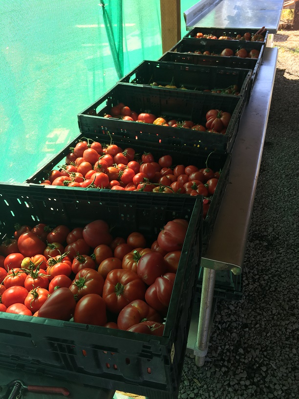 3rd Quarter 2017 - Oregon Food Bank - September 1st Tomatoes